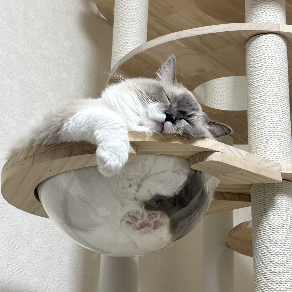 大きくなっても甘えん坊